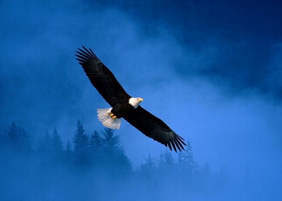 العاطفة عند الحيوان*2