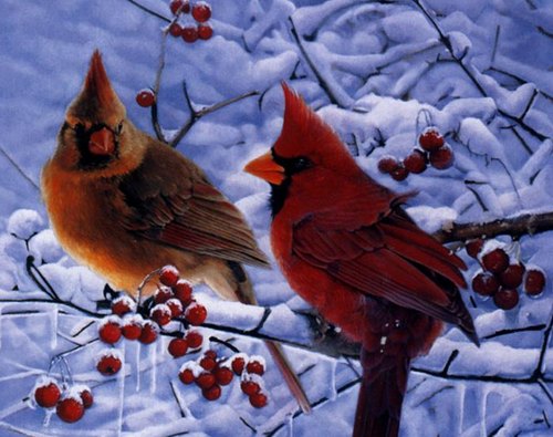 حتى الطيور لا تقبل الفاحشة!!