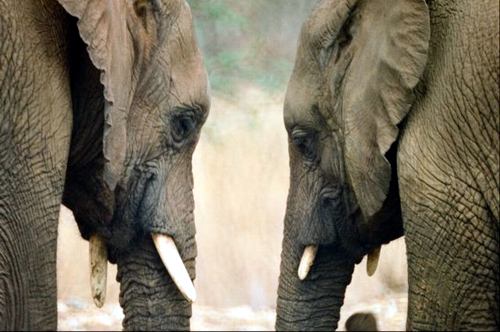 أسرار جديدة في عالم الحيوان----الفيلة