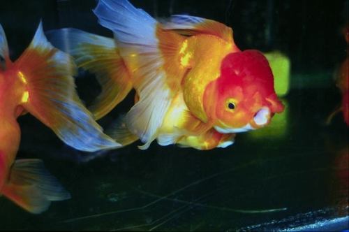 أسرار جديدة في عالم الحيوان---الاسماك