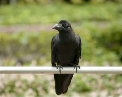 أسرار جديدة في عالم الحيوان***2***