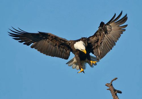 أسرار جديدة في عالم الحيوان الطيور***3***