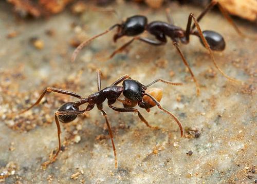 نمل يعلم بعضه بعضاً الطريق إلى الغذاء