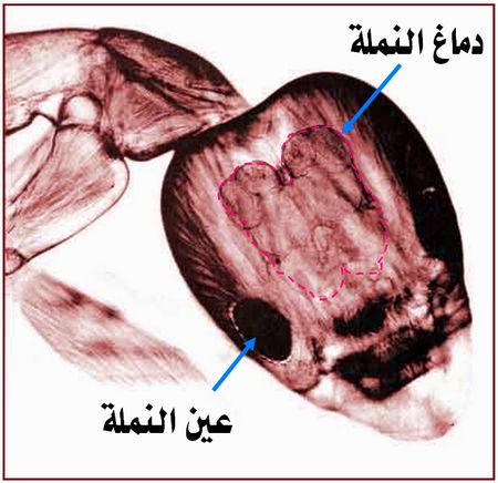 بناء الجسور عند النمل: مثال رائع للتضحية والتعاون