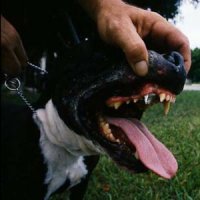 120.000 morsures enregistrées en 2012 Journée mondiale de la rage