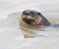 B'char / Djorf Ettorba La loutre commune en danger