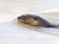 La loutre commune en danger au Djorf Ettorba (association)