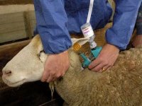 Santé animale : nécessité d'accéder aux produits vétérinaires de qualité