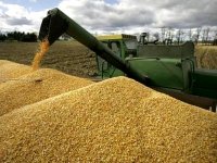 Baisse de la production céréalière au niveau national à 49,1 millions de quintaux