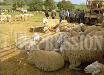 Le mouton vend chèrement sa peau IL COÛTE ENTRE 35.000 ET 70.000 DA SUR LE MARCHE