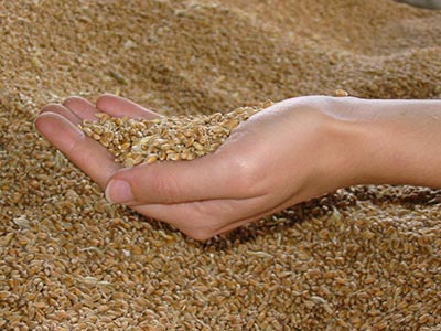 Céréales : Baisse de la production