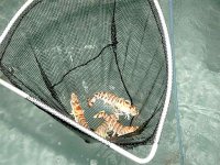 Skikda : des élus locaux dénoncent les 