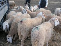 L'UGCAA recommande aux APC d'aménager des points de vente Constantine