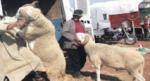HASSI EL GHELLA- AIN TEMOUCHENT : Un mouton de l'Aid tue son propriétaire