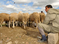 ولايتا وهران ومستغانم تتخذان تدابير تنظيمية لبيع الماشية تحسبا لعيد الأضحى