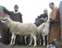 Achat du mouton de l'A'dFaut-il attendre le dernier jour... '