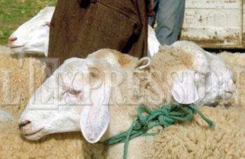 Un mouton au bout du clic!ILS SONT MIS EN VENTE SUR INTERNET