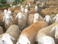 Le prix du mouton de la race d'Ouled Djellal inabordable à M'sila