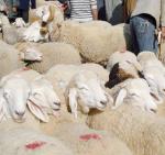 80 moutons volés à Ouled DjellelBiskra : les autres articles