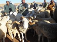 Abondance de l'offre et stabilité des prix du bétail sur les marchés de Naâma