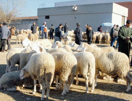 تدني ملحوظ لأسعار أضحية العيد بالأسواق الأسبوعية للماشية بالجلفة .. وهذه مختلف الأسعار