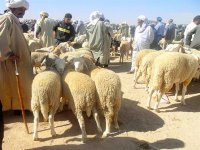 Baisse considérable du prix du mouton à Djelfa