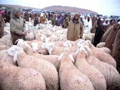 أضحية العيد بين الغلاء وشكاوى الموالين في الجلفة في جولة ميدانية ل