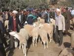 BORDJ BOU-ARRERIDJ Baisse sensible des prix du mouton de l'Aïd