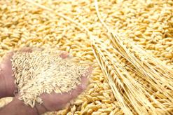 التبعية لديوان تيارت يجهض مساعي النهوض بالفلاحة بتسمسيلت قلة اليد العاملة وغياب هياكل تخزين الحبوب