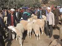 BORDJ BOU-ARRERIDJ Baisse sensible des prix du mouton de l'Aïd
