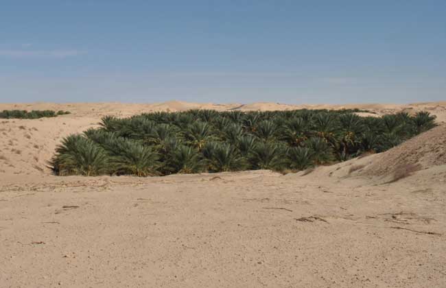 Algérie - Le dur combat de la datte du Souf contre la pomme de terre