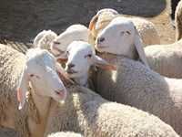 Relizane Le mouton à la portée des bourses moyennes