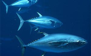 En attendant de  déguster  le poisson de  Cap Blanc …