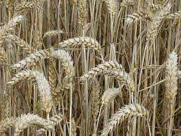 ADRAR 9.600 ha à consacrer à la céréaliculture