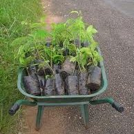 TLEMCEN - JOURNEE NATIONALE DU REBOISEMENT Campagne de sensibilisation sur l'environnement