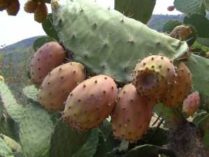 Les vertus des figues de barbaries THIKARMOUSSINES