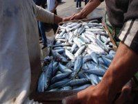 Pêche : création de poissonneries de gros au niveau des 14 wilaya du littoral