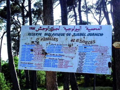 Djebel Ouahch, sa sécurité recouvrée et sa réserve biologique polluée Constantine