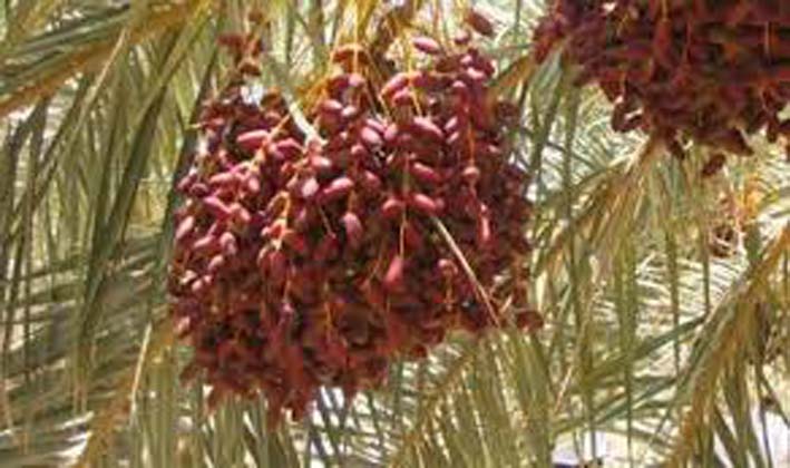 Les dérivés du palmier-dattier : Une valeur ajoutée pour l'économie