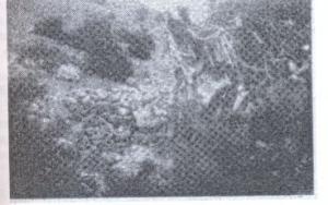 L'empreinte de Serhan (cheval de Sidna Ali)