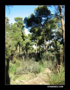 La forêt de Tlemcen intégrée au « Réseau de forêts pilotes du monde »