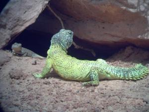 الضب مهدد بالانقراض بواحة تيوت