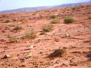 القطا العربي SPOTTED SANDGROUSE