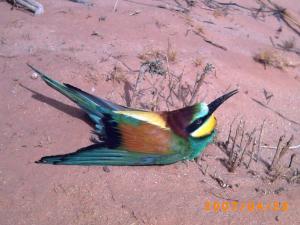 الطيورعلى أشكالها تقع