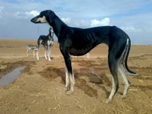 الكلب السلوقي معرض للانقراض  بولاية النعامة