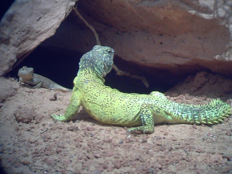 الضب مهدد بالانقراض بواحة تيوت