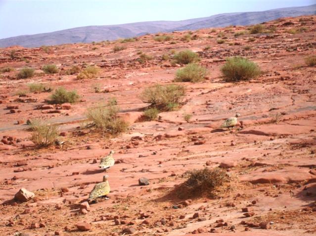 القطا العربي SPOTTED SANDGROUSE