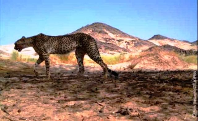 فهد الصحراء وخطر الانقراض