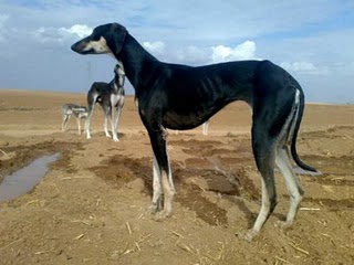 الكلب السلوقي معرض للانقراض  بولاية النعامة