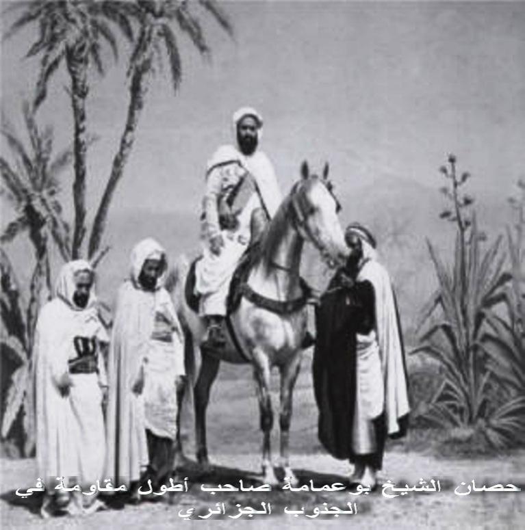 الحصان العربي الأصي